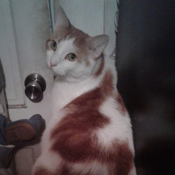 Meet your Posher, Tish - Picture 3 of 15